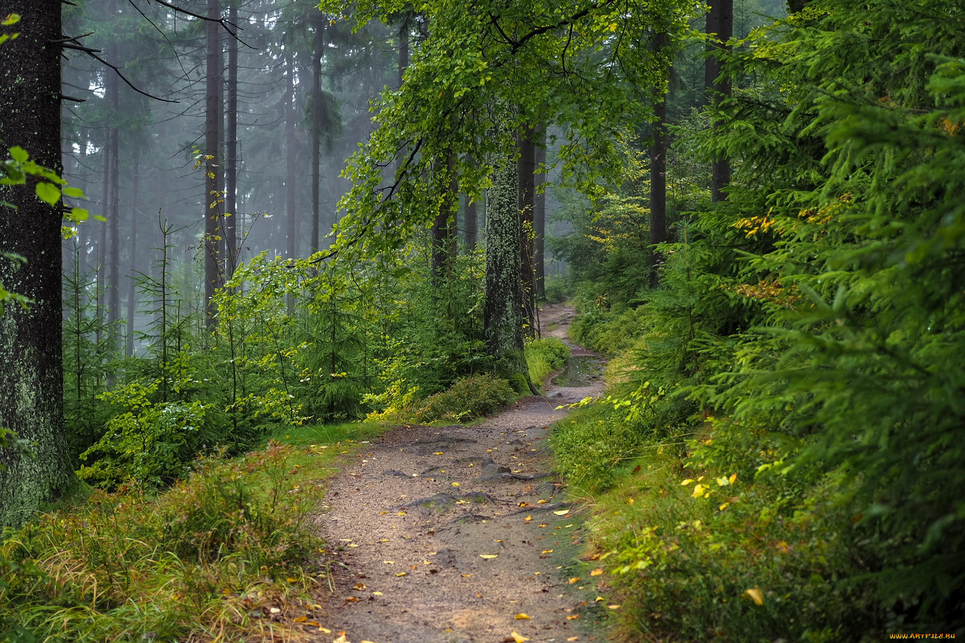 �������, ������, ������